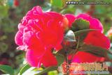 云南山茶花 Camellia reticulata cv.