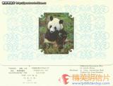 大熊猫 明信片 封底