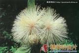 水竹蒲桃 Syzygium fluviatile