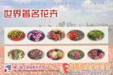 世界著名花卉 第一届上海国际花卉节 明信片