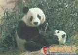 大熊猫 明信片1