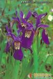 西南鸢尾 Iris bulleyana
