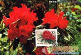马缨杜鹃 Rhododendron delavayi