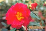 靖安茶 Camellia reticulata Jingan