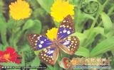 1998滇(YG)-0014 大紫蛱蝶 Sasakia charonda (Hewitson)