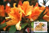 黄杜鹃 Rhododendron molle