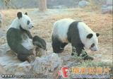 大熊猫 明信片4