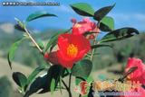 滇南毛蕊红山茶 Camellia mairei var. velutina