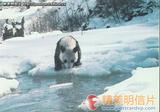 大熊猫 明信片5