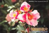 怒江山茶 Camellia saluenensis