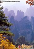 天子山（湖南） The Heavenly Son Mountain (Hunan)