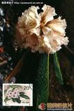 棕背杜鹃 Rhododendron fictolacteum