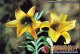 黄绿滇百合 Lilium bakerianum var. delavayi