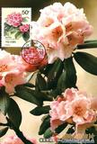 凝毛杜鹃 Rhododendron agglutinatum