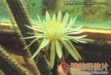 仙人杖 Nyctocereus serpentinus