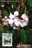 云锦杜鹃 Rhododendron fortunei