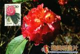 大树杜鹃 Rhododendron giganteum