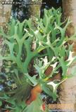 鹿角蕨 Platycerium wallichii