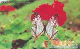 1998滇(YG)-0021 网丝蛱蝶 C. thyodemas chinensis Martin