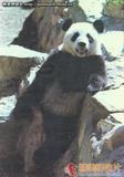 大熊猫 明信片7