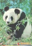 大熊猫 明信片8