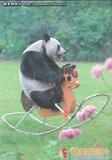 大熊猫 明信片10