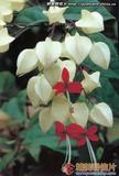 龙吐珠 Clerodendrum thomsonae