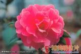 麻叶银红 Camellia reticulata Reticulate Leaf Cri