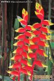 雀舌花 Heliconia aurantiaca