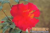 焰 Camellia reticulata Ziyan