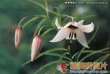 怒江百合 Lilium henricii