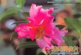 昆明春 Camellia reticulata Kunming Spring