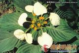 红毛玉叶金花 Mussaenda hossei