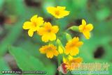 灰岩报春 Primula forestii